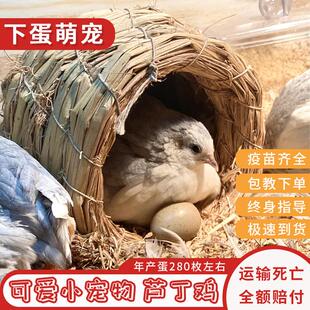 60天成年鸡芦丁网红鸡迷你观赏宠物鸡阳台观赏下蛋 芦丁活体鸡45