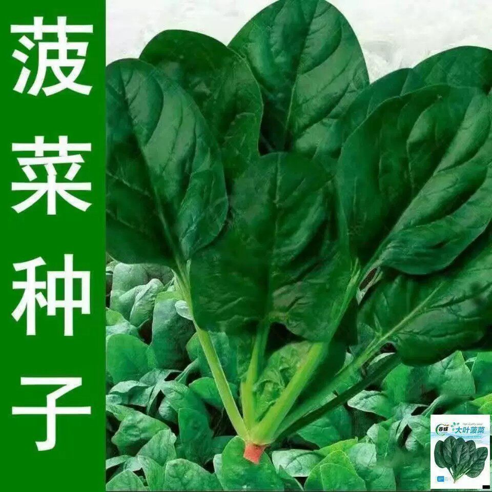 大叶菠菜种子四季蔬菜冬季籽种冬天种籽耐寒菜种盆栽波菜孑菜籽子