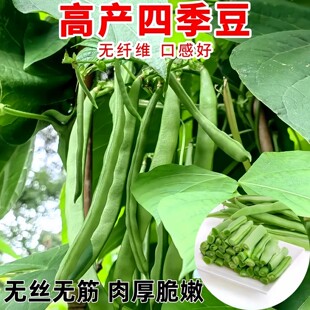 四季豆秧苗架豆王青豆苗挂满架摘不败豆角苗春秋盆栽高产四季种植