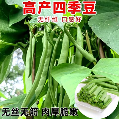 兰妃四季豆秧苗高产挂满架