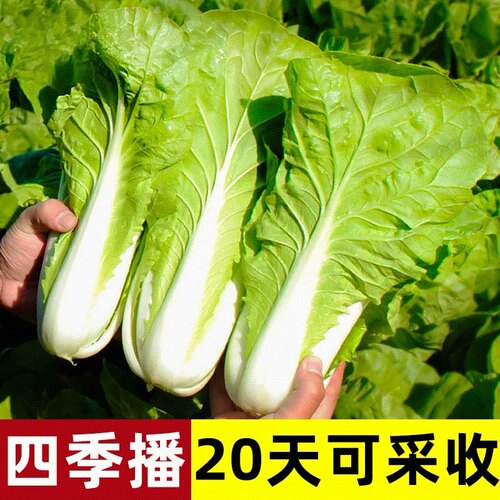 兰妃奶油快菜种子四季耐热耐寒