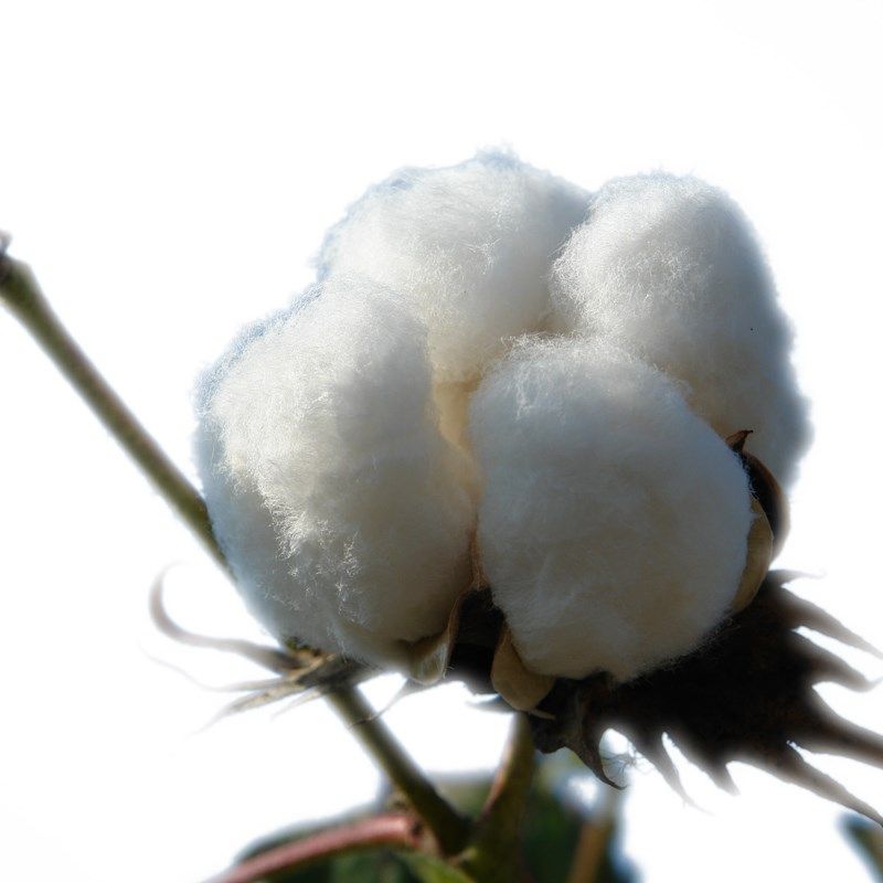 新疆兵团纯天然棉花棉絮春秋被芯褥单双人冬被褥子8斤定制