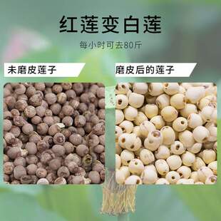 老蓮子磨皮機(jī)紅蓮子拋光磨白機(jī)自動蓮子去薄皮機(jī)器電動泰蓮去皮機(jī)