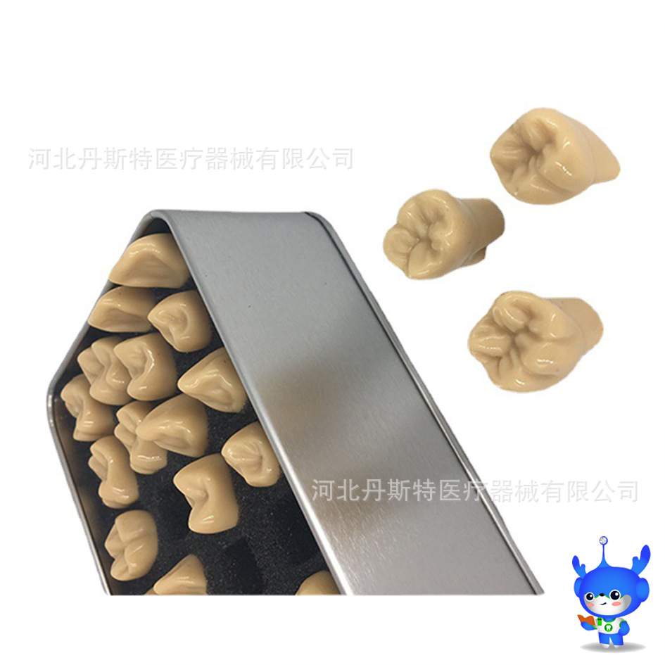 2倍标准雕刻模型雕牙模型对照模型牙齿模型