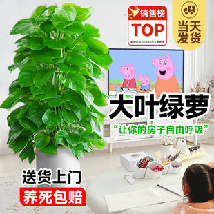 速发大叶绿萝柱盆栽办醛室内空型绿植净化大气客厅除甲公绿箩四季