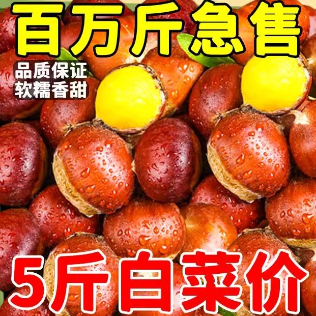 新鲜大板栗生栗子5斤丹东嫩毛粟子大果当季带壳油锥栗仁包邮