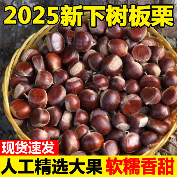 2025新鲜丹东板栗5斤鲜栗子生嫩