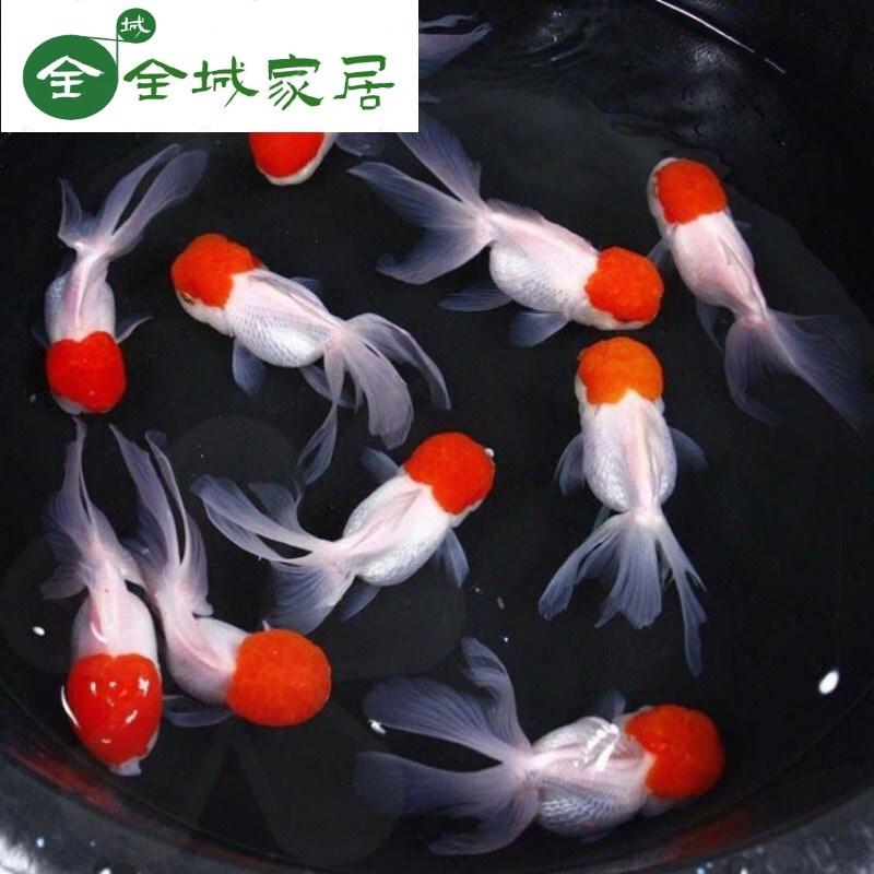 速发//鸿运当头鱼红狮头鱼苗冷水观赏鱼活鱼好养耐活招财鱼活