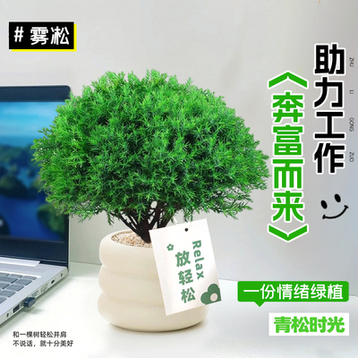 速发雾凇放青松植植面放轻松办公室桌物工位绿绿室内解压懒人雾松
