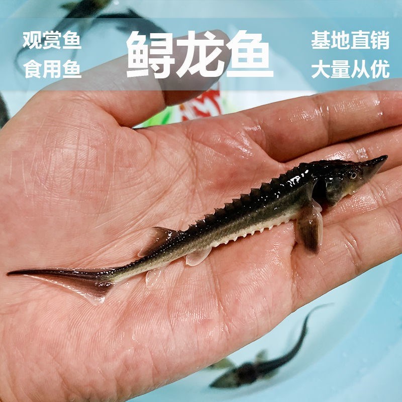 速发冷水鱼观赏鱼尖垃圾粪便鱼鲟龙鱼苗淡水鱼锦鲤名贵鱼吃嘴