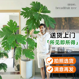 速发面包树大栽客厅落地盆号大型绿真物花盆植树办公室内好养禄植