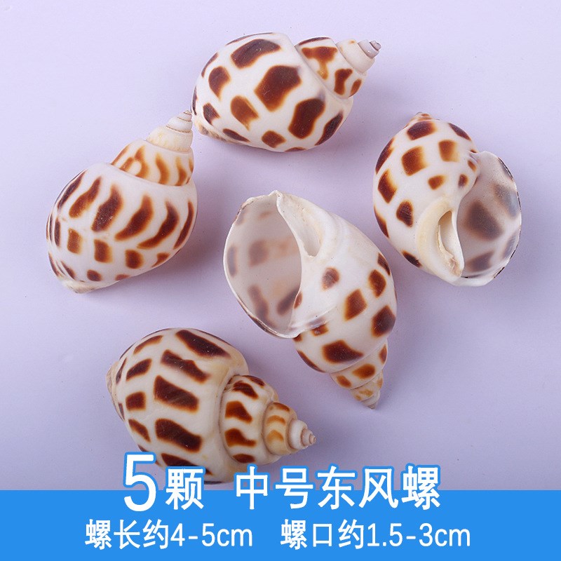 速发贝壳海螺蟹批寄居可卷饰鱼替换壳鱼缸造景水族箱装贝套装直销