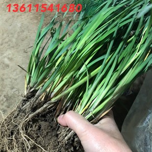 速发100棵起马蔺马莲马韭马兰花苗耐寒工阴宿耐多年生庭院绿化根