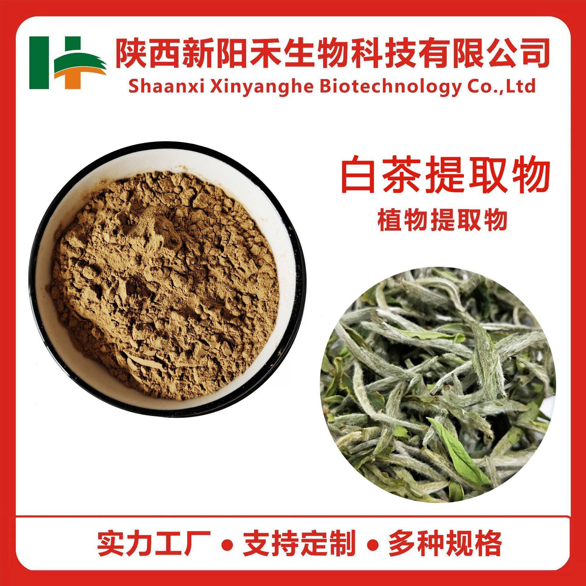 白茶提取物白茶多糖/白茶多酚白茶萃取物白茶水溶粉现货