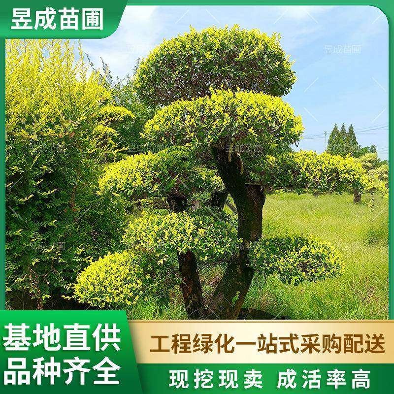 造型金叶榔榆桩苗圃四季常绿户外耐寒别墅庭院观赏植物榆树