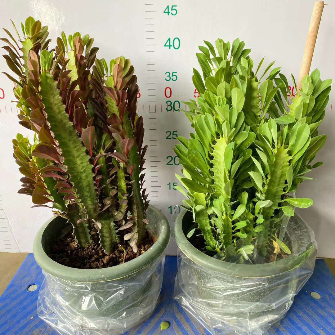 【基地直供】居家花卉植物 多肉植物 阳台植物 230#青红龙骨混装