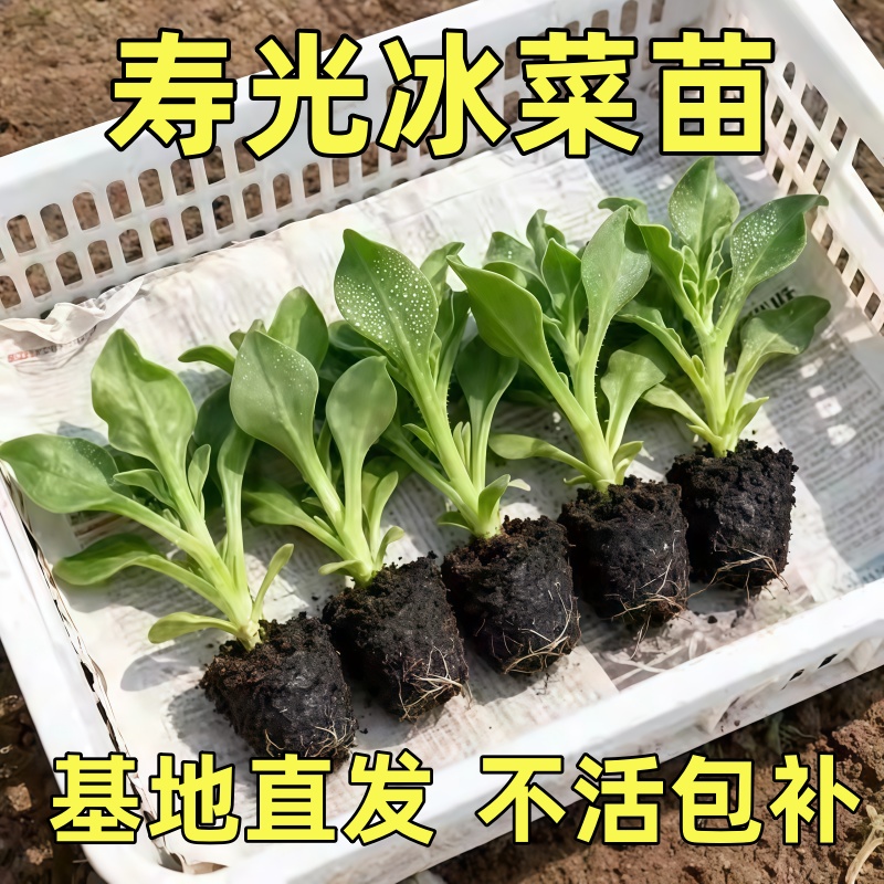 【耐寒越冬】水晶冰菜秧苗大叶冰菜幼苗冰菜种子冰菜大苗特色盆栽