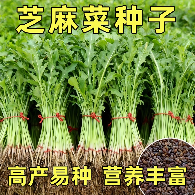 芝麻菜种子孑小青菜火箭生菜种籽四季菜籽种籽种盆栽东北臭菜菜种