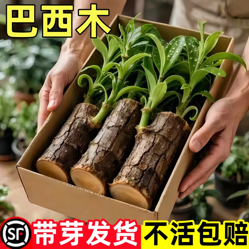 巴西木幸运木开花带芽水养绿植