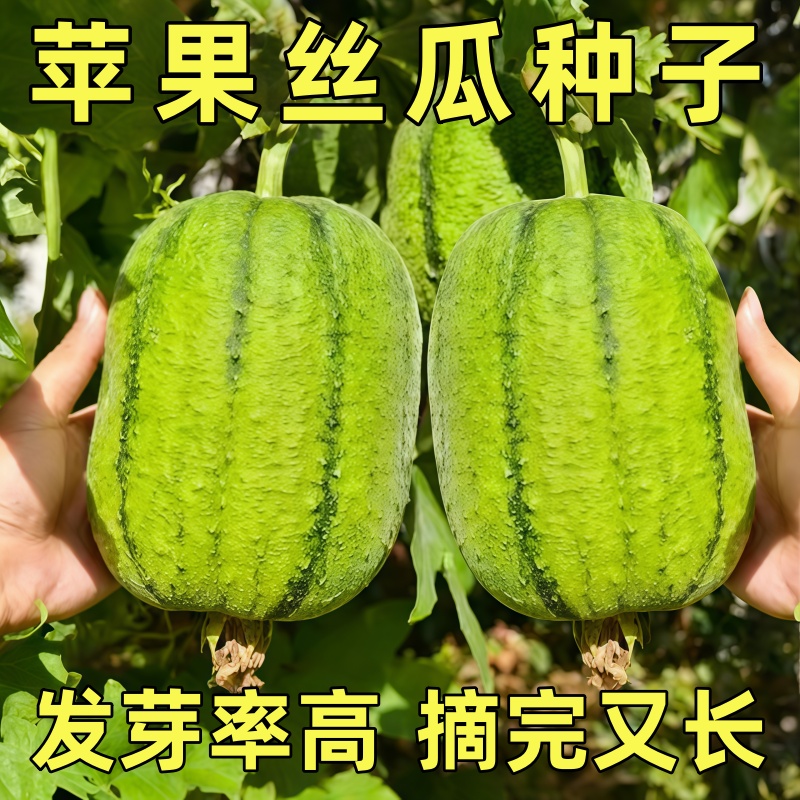 苹果丝瓜种子菜瓜种籽盆栽籽种家庭 种菜播种蔬菜菜籽四季种籽孑