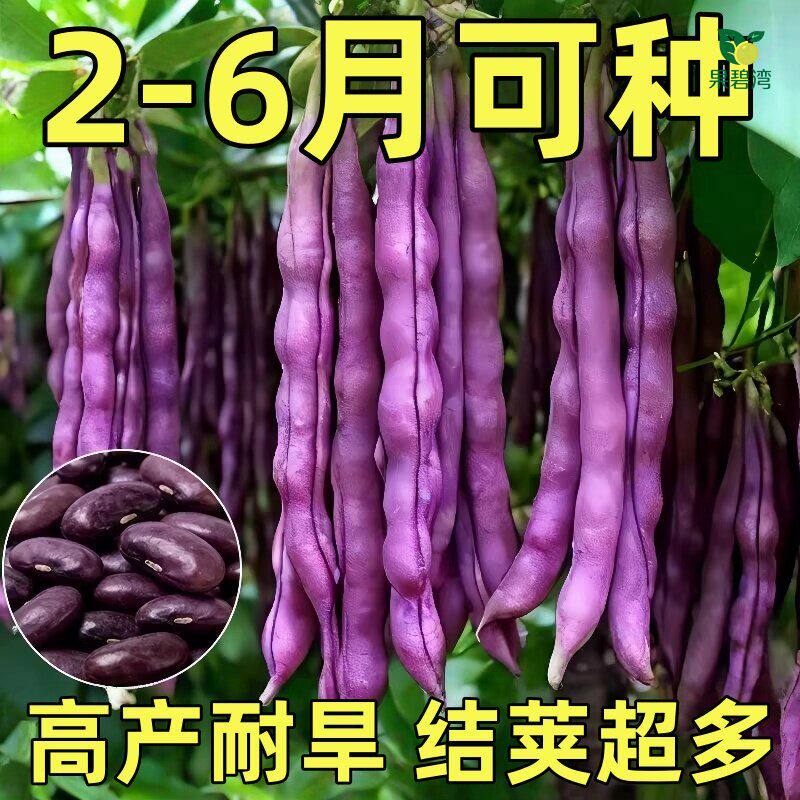 大紫袍紫红四季豆种子高产芸豆红玉春秋紫豆角架豆籽爬藤蔬菜种子