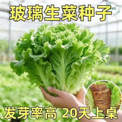 四季种植速生玻璃罗马生菜种子可生吃种籽孑阳台庭院种菜盆栽菜籽