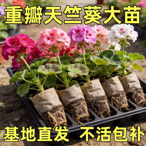进口大花天竺葵带花苞发货花苗重瓣花卉庭院阳台开花不断盆栽
