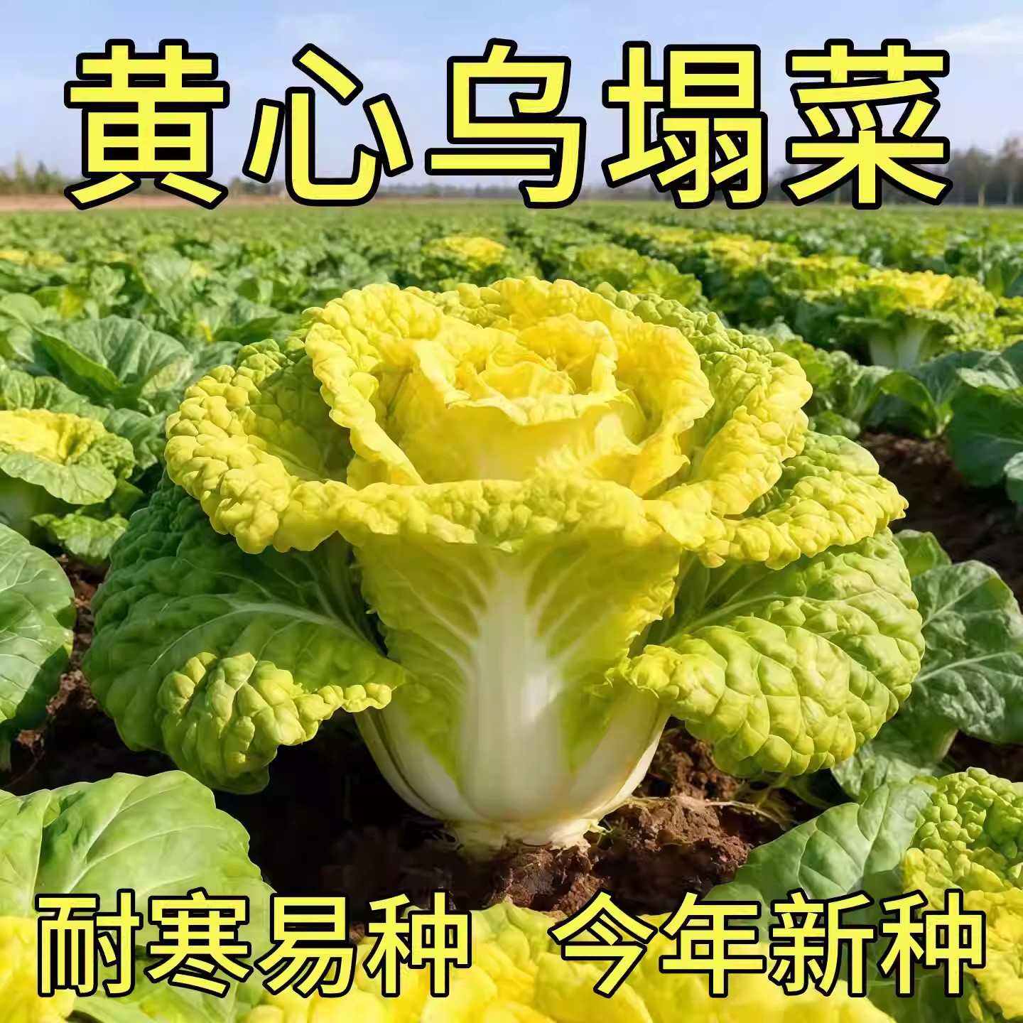 耐寒黄心乌塌菜黄心菜菊花心菜大白菜农家四季播蔬菜黄金乌