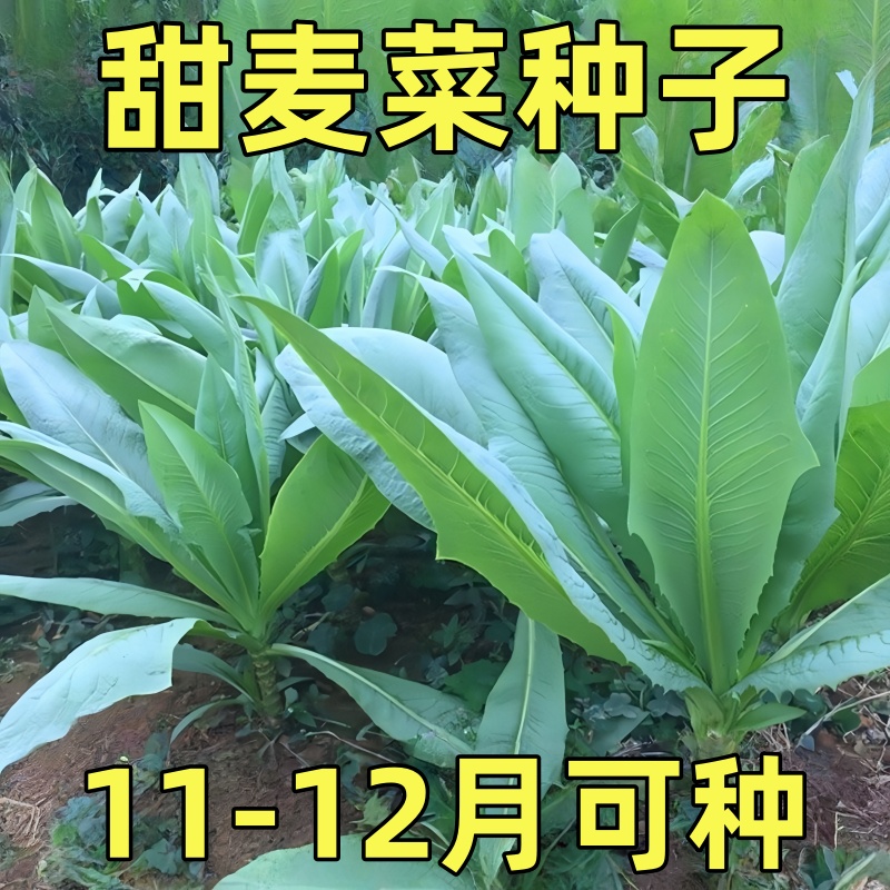 广西博白甜麦菜秧苗大叶四季耐热花芽苦麦麻菜高州甜麦菜种子