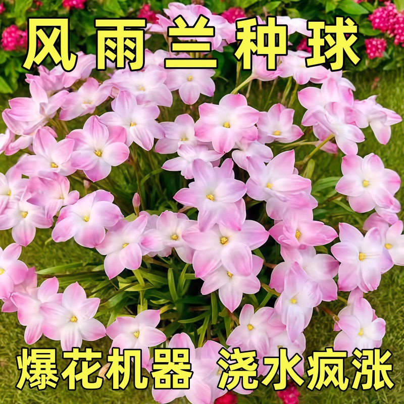 进口重瓣风雨兰多色正宗花球四季花卉阳台混合花卉庭院耐寒耐热