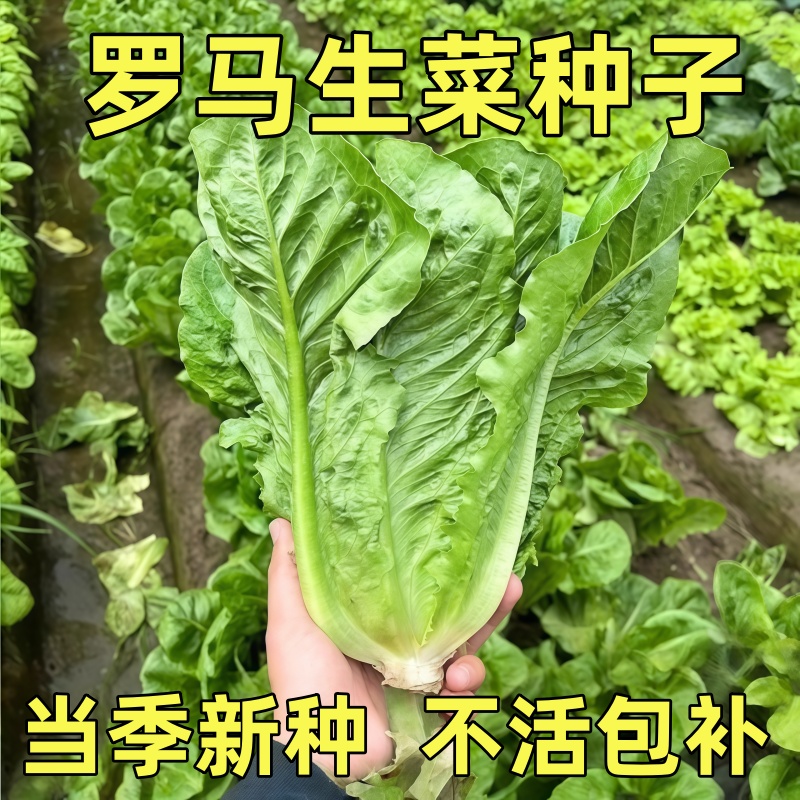 罗马包心生菜种子大叶速生菜种子四季播种可生吃沙拉生菜蔬菜种子