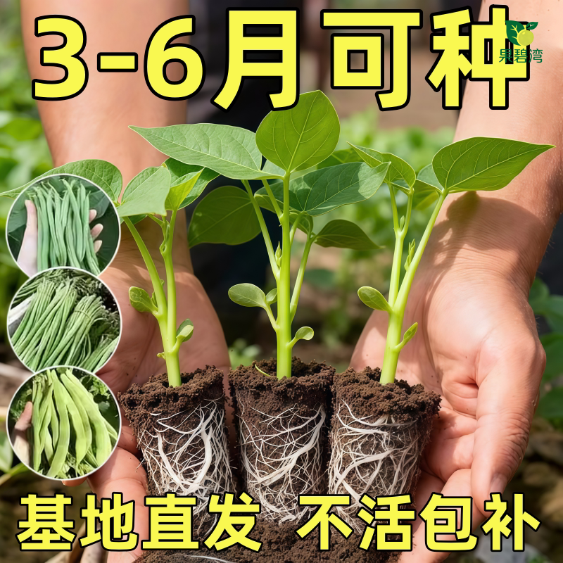 摘不败长豆角苗秧带土球豇豆种子绿红春秋四季阳台盆栽高产大田籽