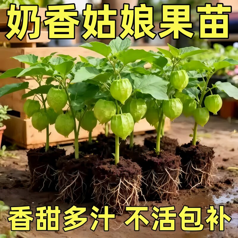 超甜姑娘果苗东北大黄姑娘果黄洋灯笼果四季阳台盆栽寿光苗场直发