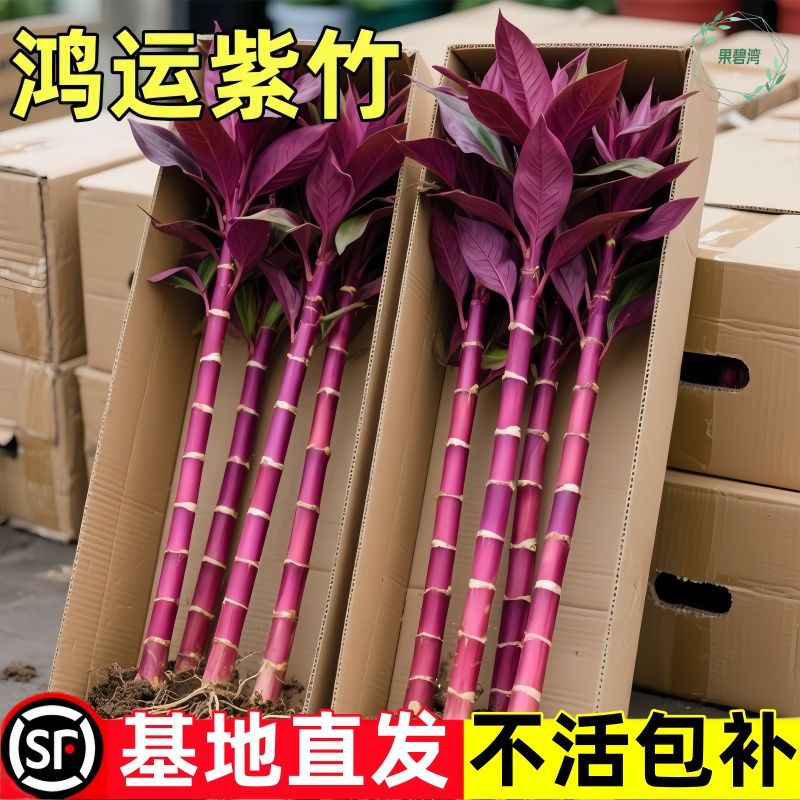 紫竹鸿运当头富贵竹水培植物粗杆带根客厅招财竹子室内好养活花卉