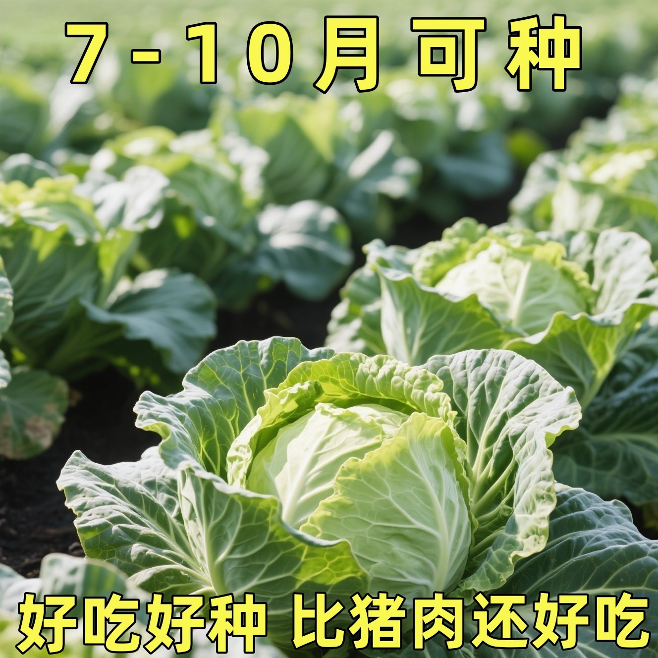 耐热甘蓝种子耐热包菜卷心菜籽莲花白种籽抗虫抗病抗热蔬菜种子孑,鲜花速递/花卉仿真/绿植园艺,种苗/半成品盆栽,淘宝优惠券,粉丝福利购,淘宝优惠卷