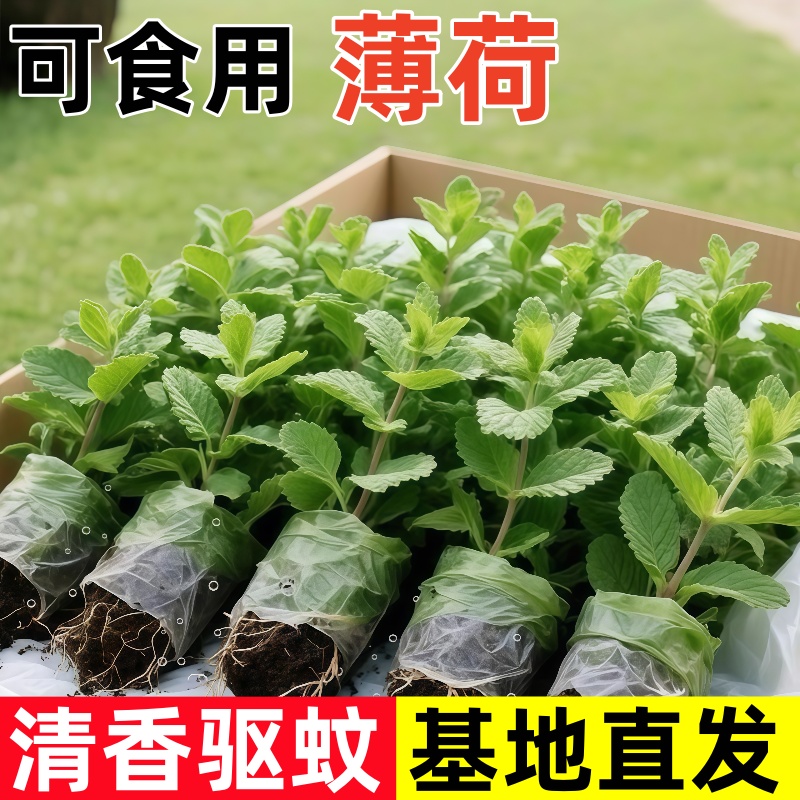 柠檬薄荷盆栽新鲜可食用薄荷叶苗驱蚊草水培好养花卉室内绿植物