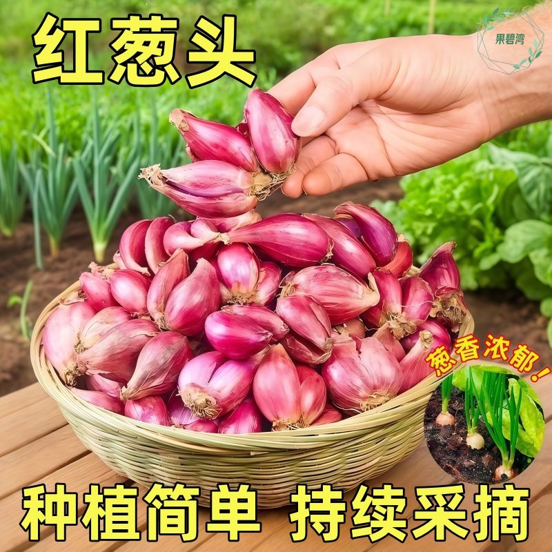 正宗四川红葱头种耐热种植小葱苗带芽四季蔬菜苗庭院高产盆栽菜苗
