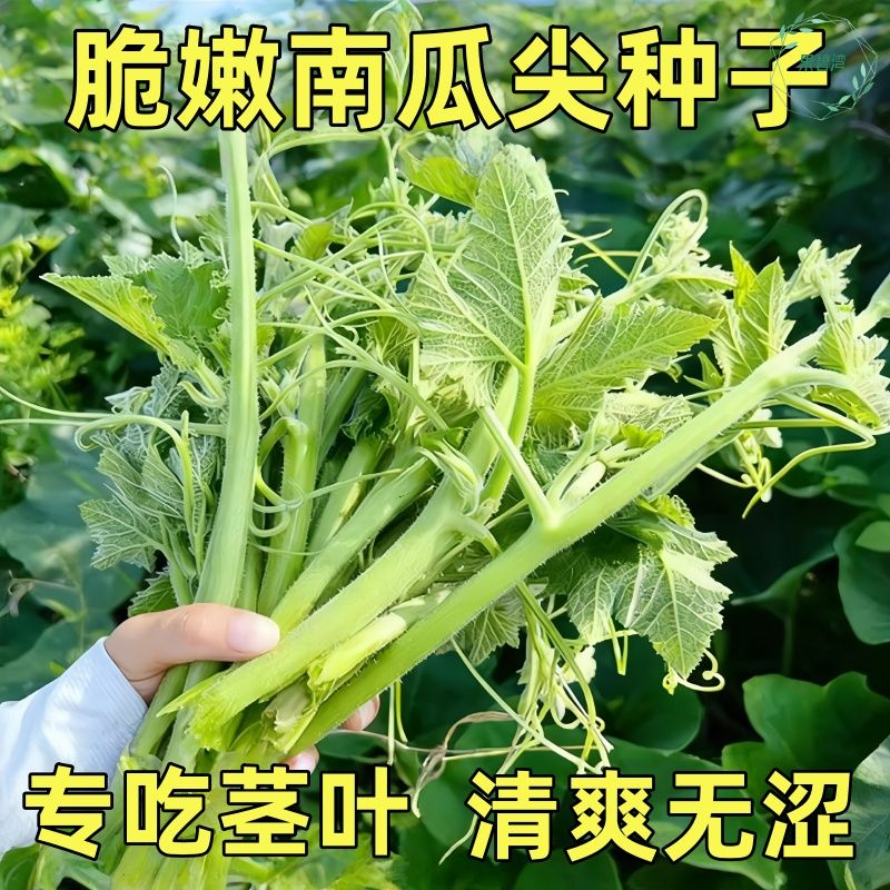 南瓜尖种子高产香甜藤茎棚室四季采收专吃南瓜苗嫩叶蔬菜种子