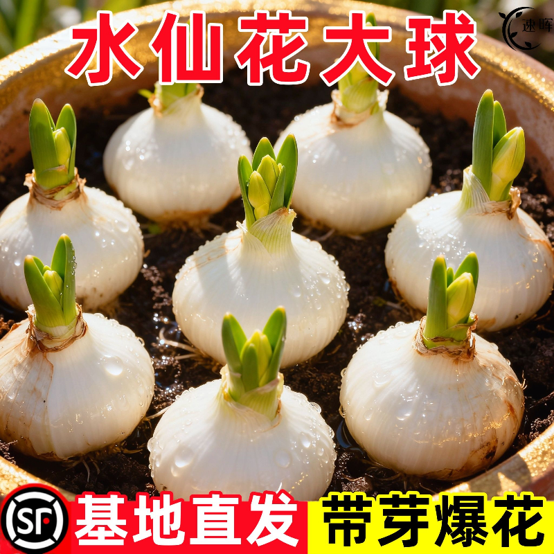 水仙花种球花卉盆栽进口土养重瓣水仙花种四季球根好养耐寒多年生