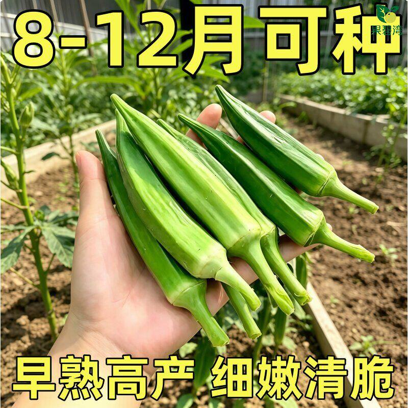 水果秋葵不易老黄秋葵可生吃的奶油秋葵农家种植新鲜时令蔬菜包邮
