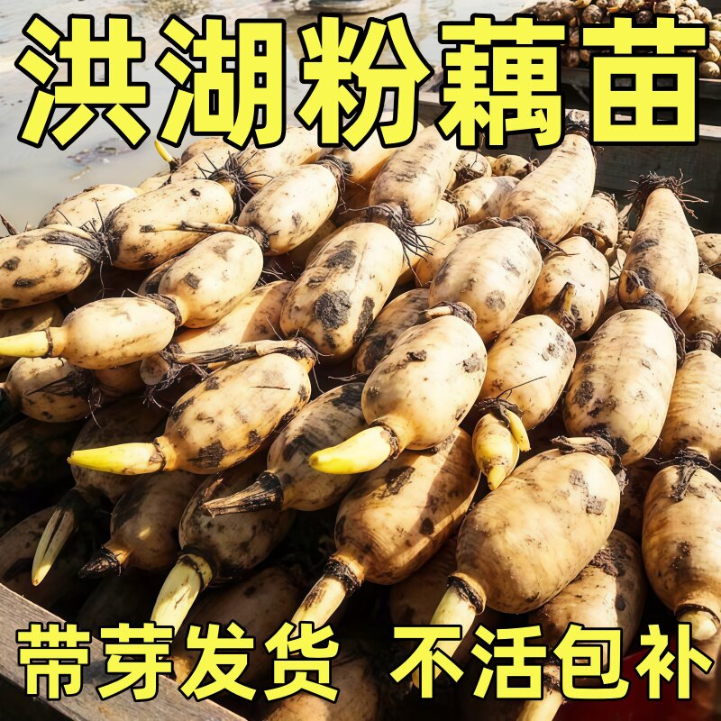 粉藕莲藕种苗洪湖粉藕苗高产食用藕种盆栽缸桶池塘水田深浅水种植