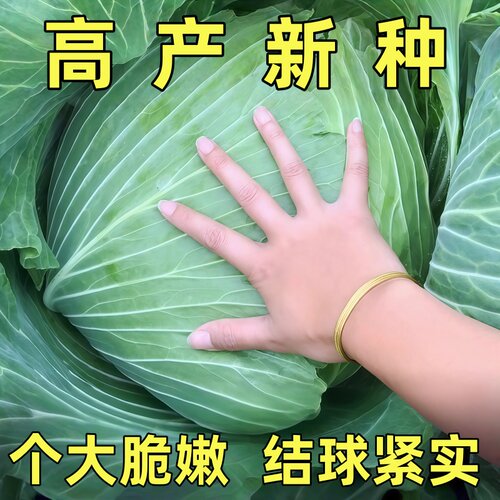 晚丰甘蓝种子大圆包菜包菜京丰一号种籽 杂交品种耐抽苔庭院蔬菜