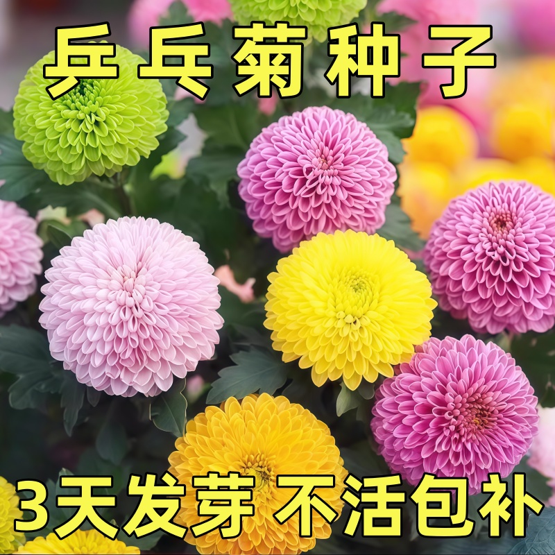 七彩乒乓菊花种子四季花卉阳台花卉盆栽室外庭院盆栽多色花卉种子
