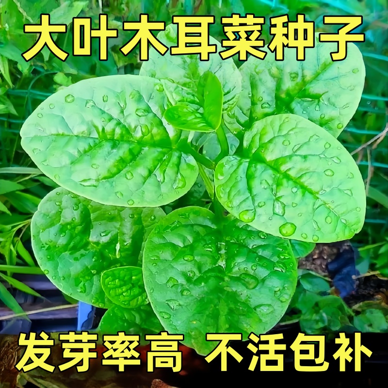 四季菜苗大叶木耳菜苗秧苗小叶木耳菜种子孑阳台秋冬季蔬菜苗秧苗