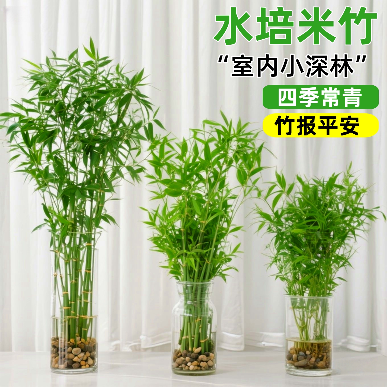 水培米竹富贵竹矮化凤尾竹子苗盆栽室内客厅桌面四季常青绿植盆景