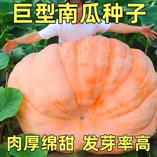 美国巨型南瓜种子特大大南瓜种子太空南瓜种子蔬菜种春播瓜果种子
