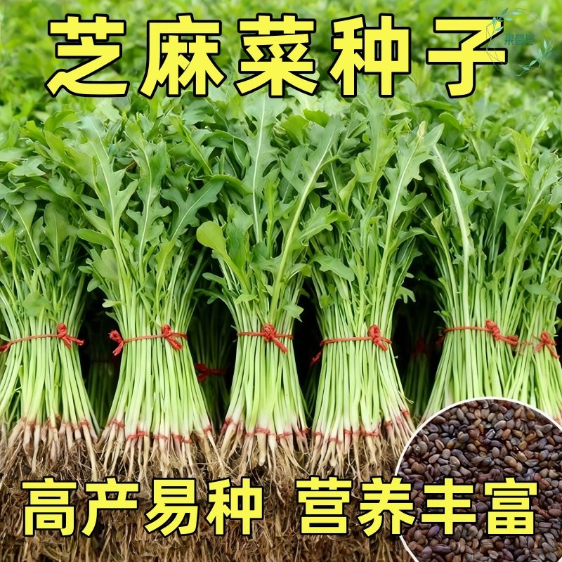 芝麻菜种子孑小青菜火箭生菜种籽四季菜籽种籽种盆栽东北臭菜菜种