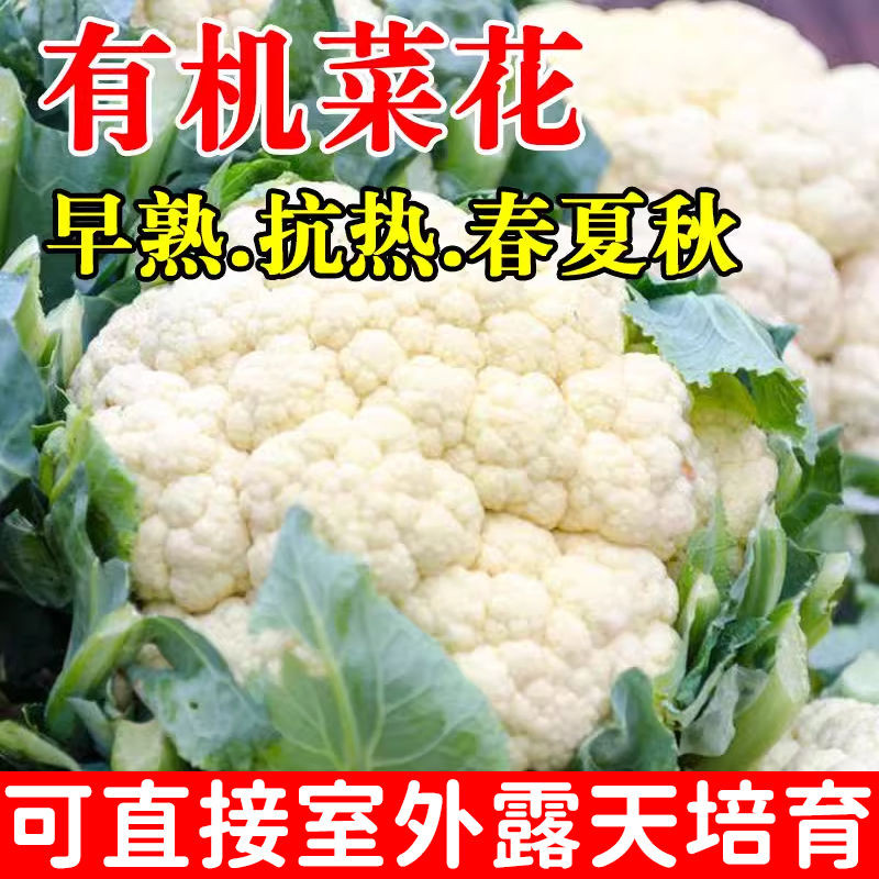 白花菜种子热销四季蔬菜种子青梗花椰菜花菜种子春夏秋季播种,鲜花速递/花卉仿真/绿植园艺,家庭园艺种子,淘宝优惠券,粉丝福利购,淘宝优惠卷