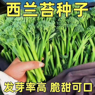 西兰苔种子甜杆西兰花长茎西洋芥兰青花笋耐寒冻农家田园蔬菜种子