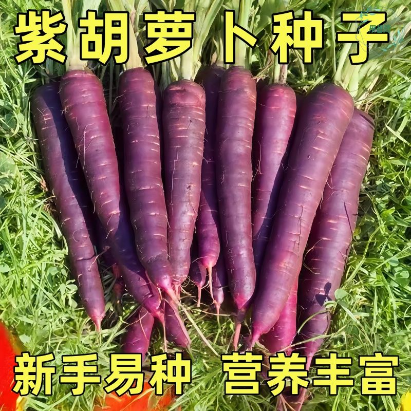 紫水果胡萝卜种籽子紫玉人参胡罗卜种孑庭院阳台盆栽四季蔬菜种子